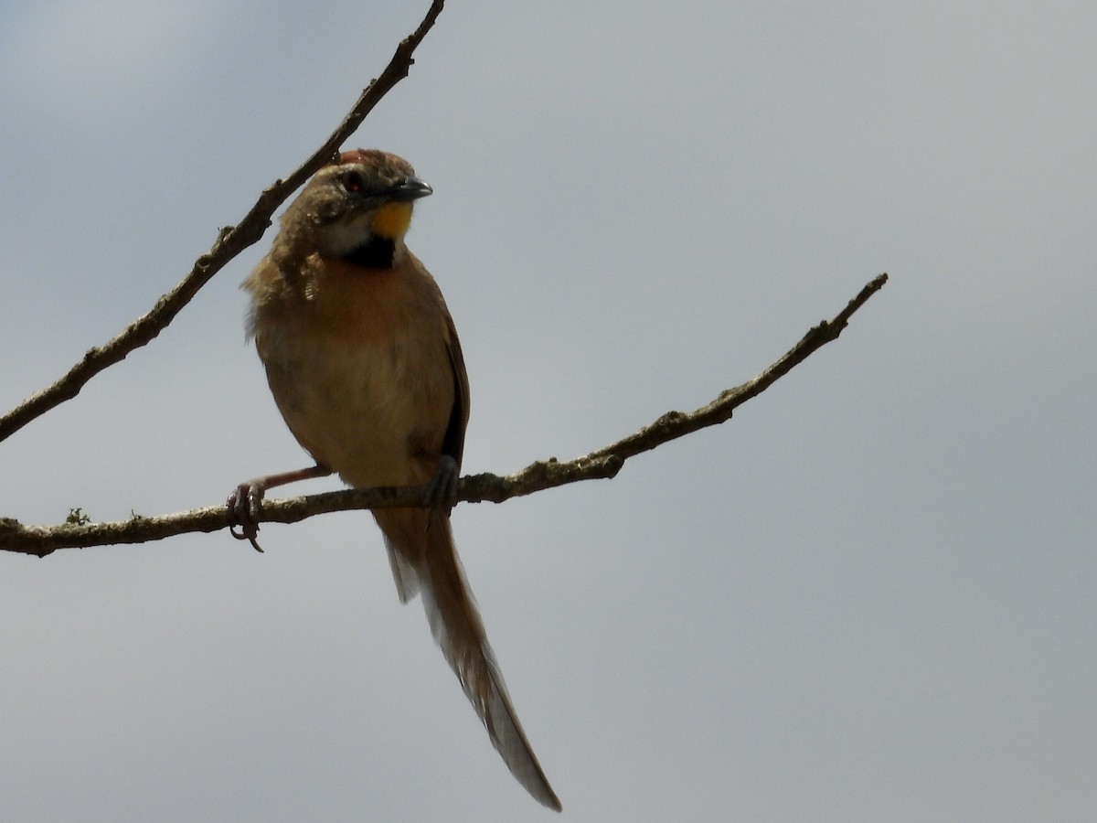 Chotoy Spinetail - ML644530992