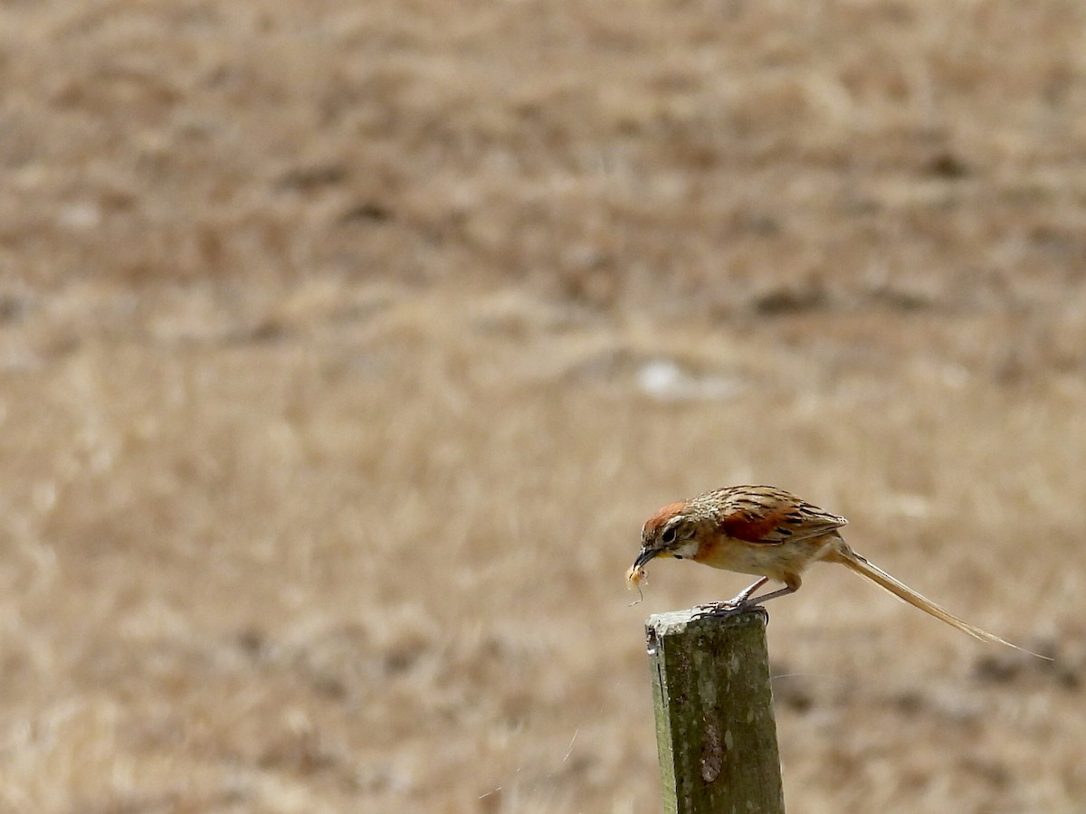 Chotoy Spinetail - ML644530993