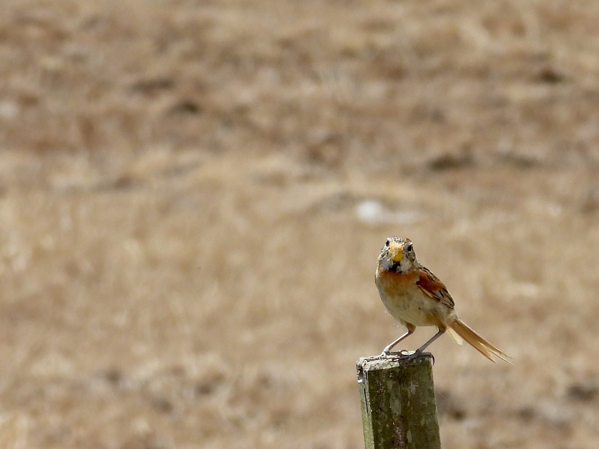 Chotoy Spinetail - ML644530994