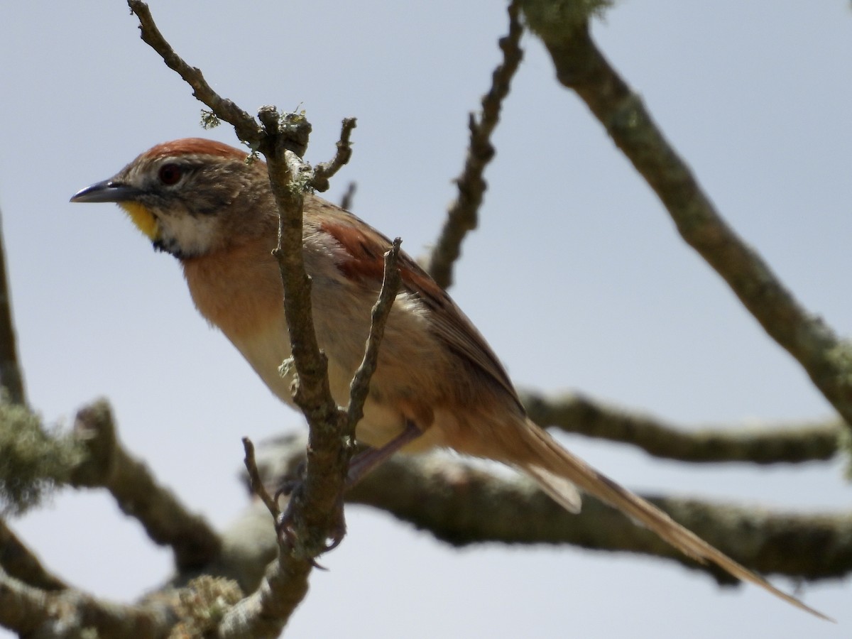 Chotoy Spinetail - ML644530995