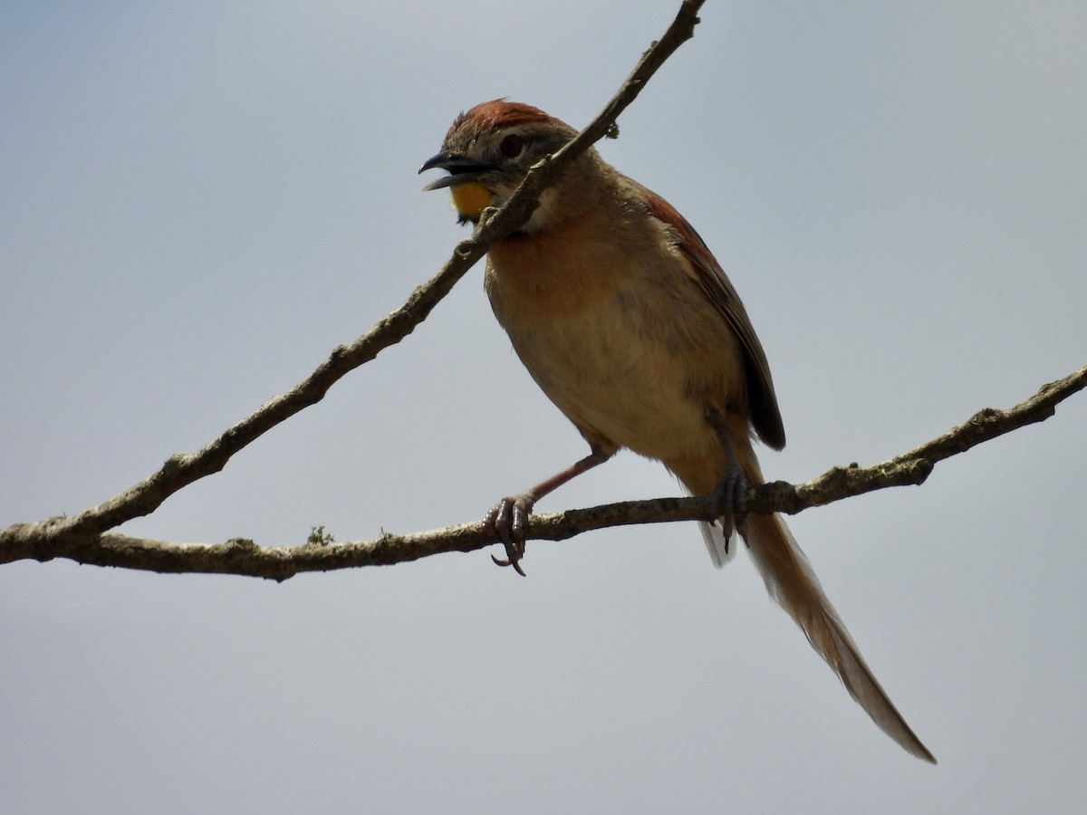 Chotoy Spinetail - ML644530996