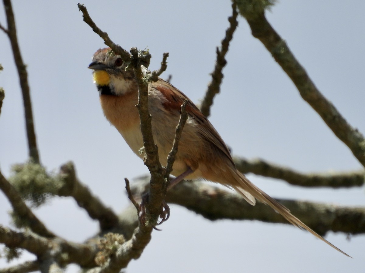 Chotoy Spinetail - ML644530997