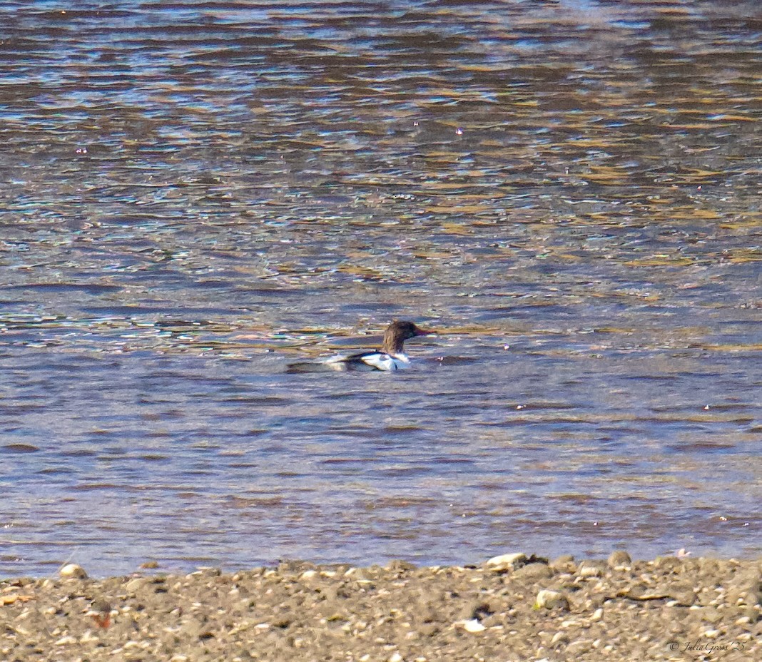 カワアイサ - ML644530998