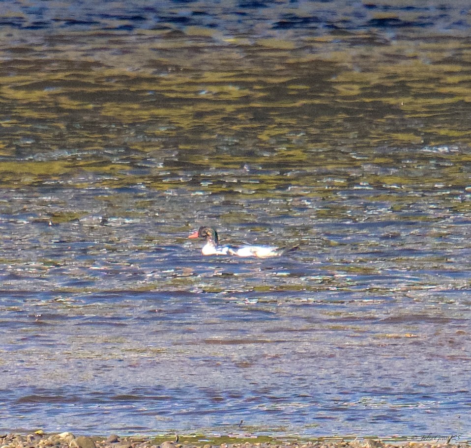 カワアイサ - ML644530999