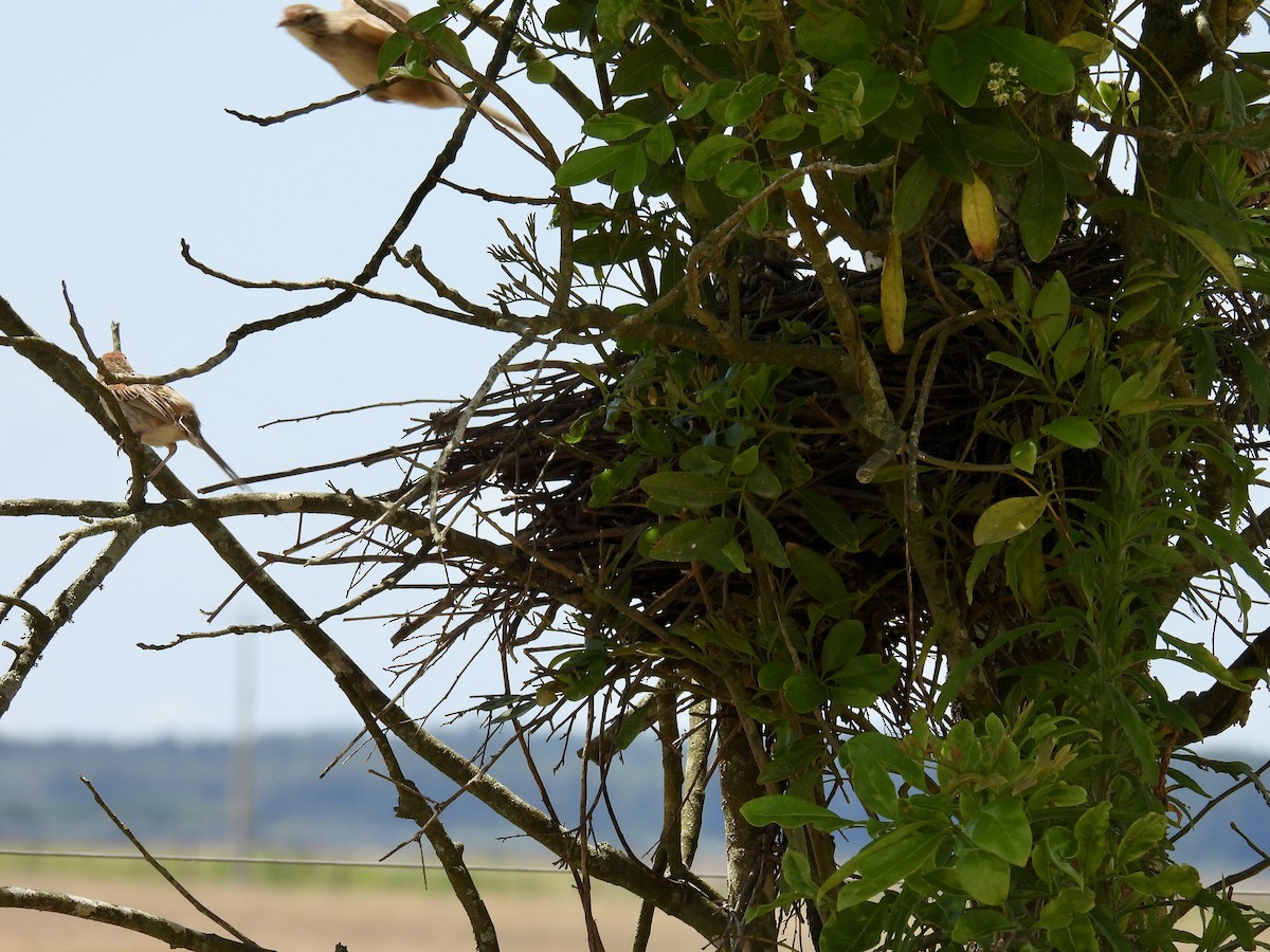 Chotoy Spinetail - ML644531000