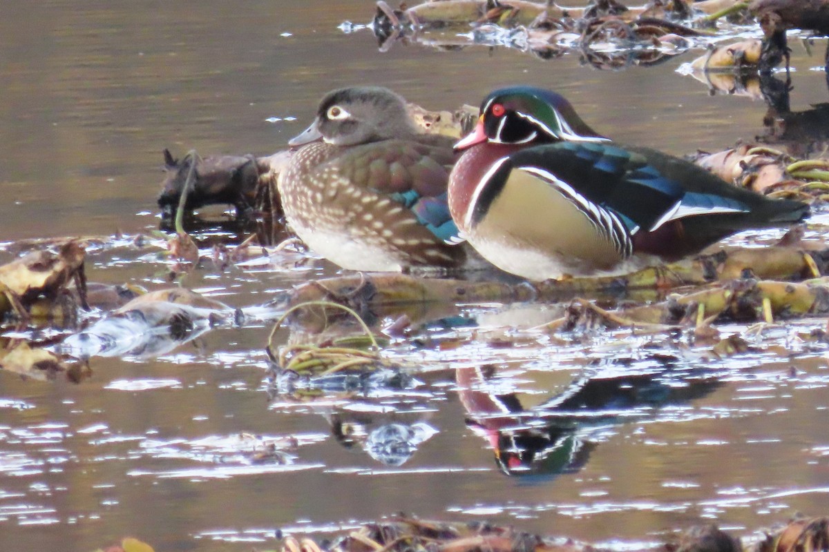 美洲鴛鴦 - ML644531002