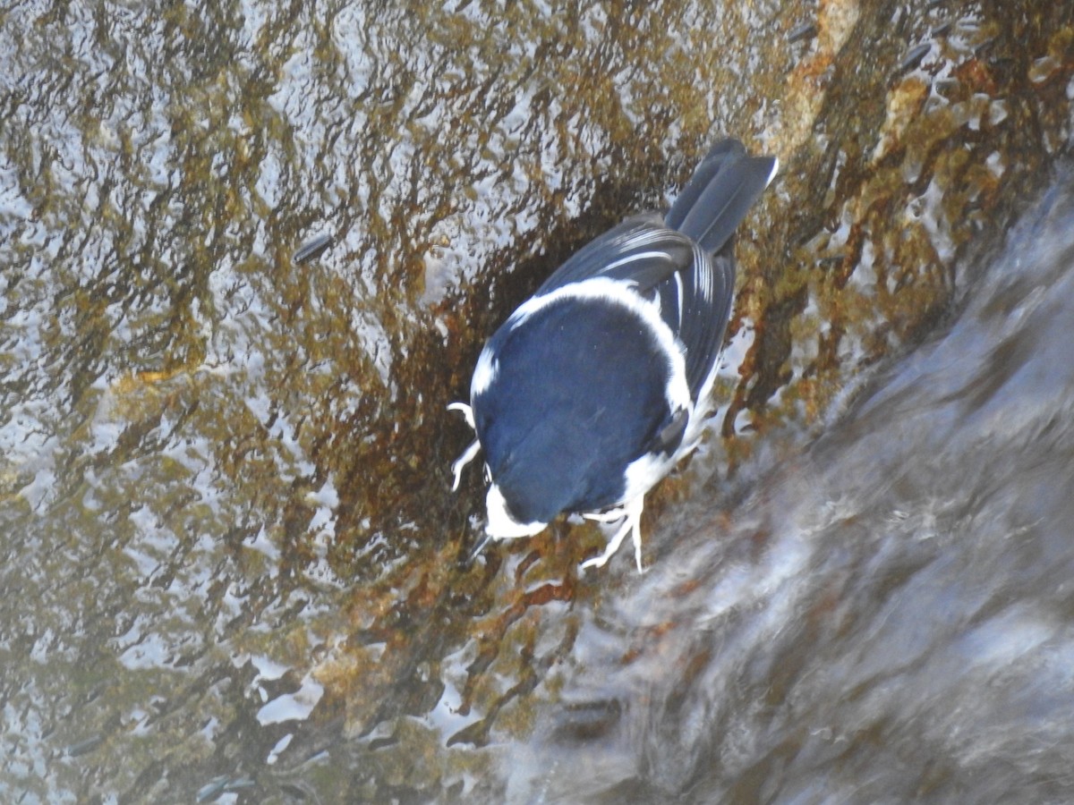 Little Forktail - ML644531009