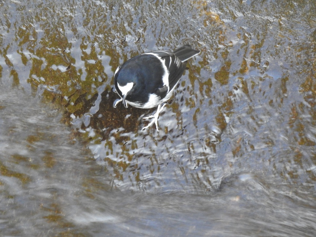 Little Forktail - ML644531010