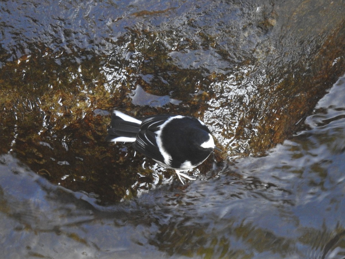 Little Forktail - ML644531011
