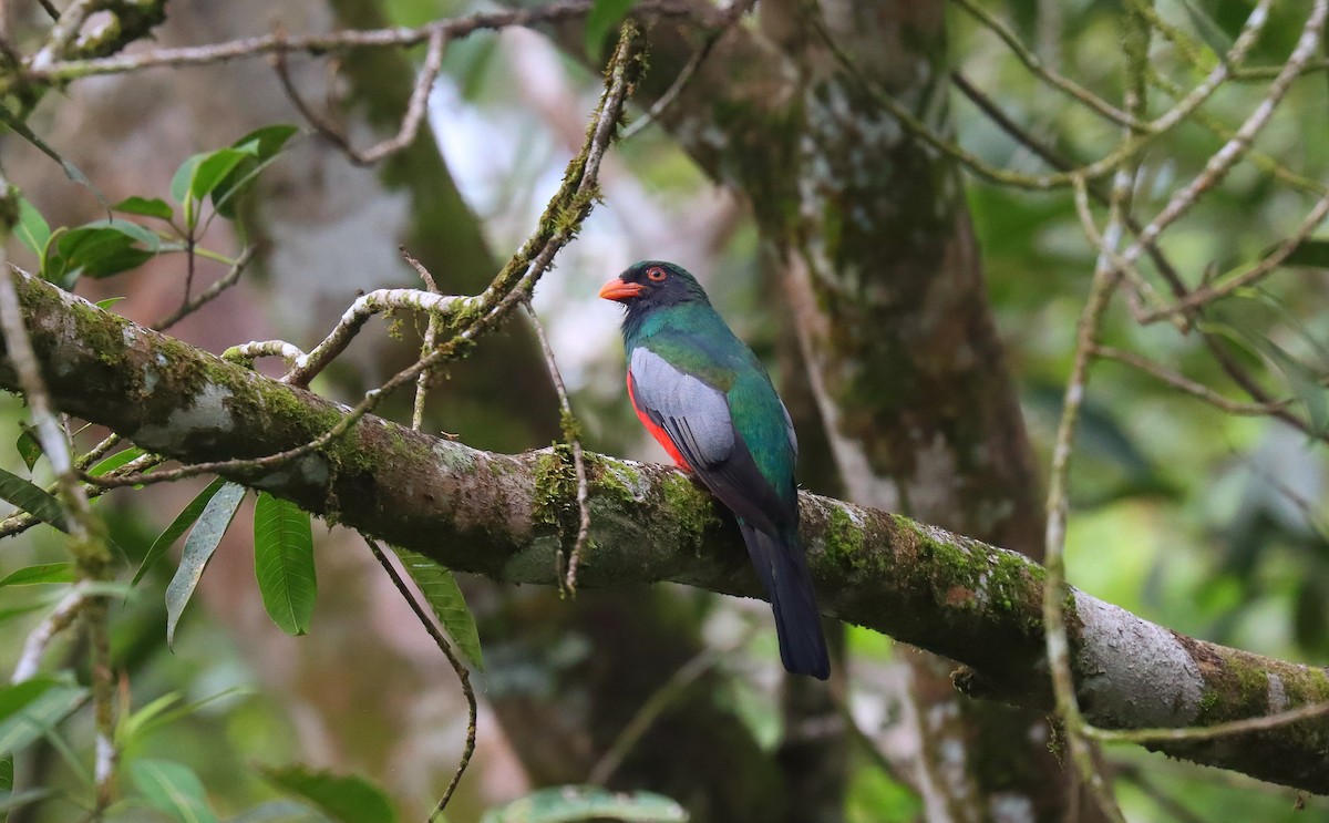 Schieferschwanztrogon - ML644531012