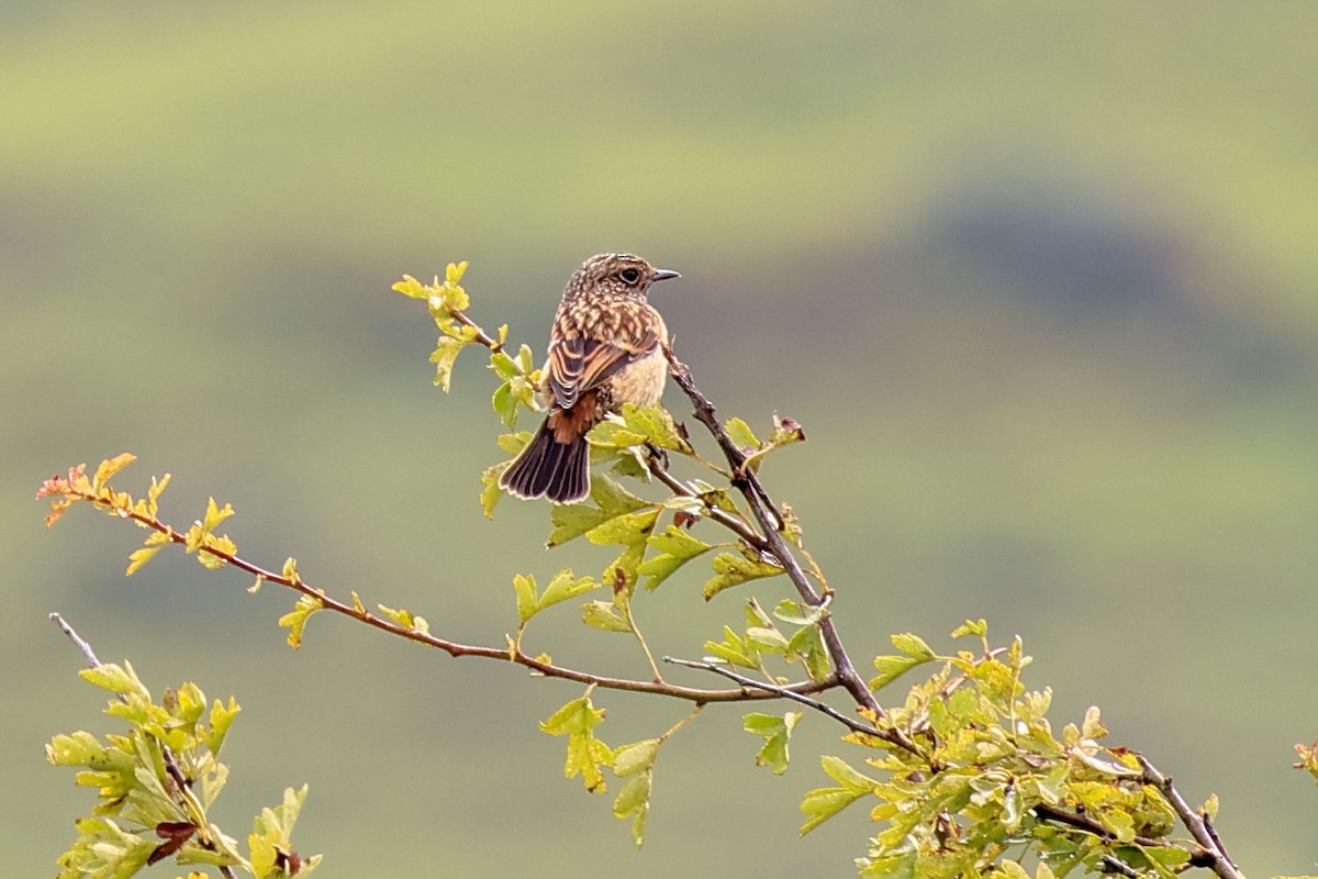 Трав'янка чорноголова - ML644531024