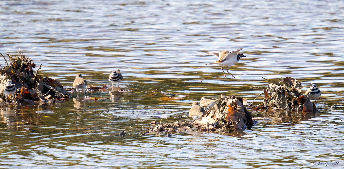 フタオビチドリ - ML644531028