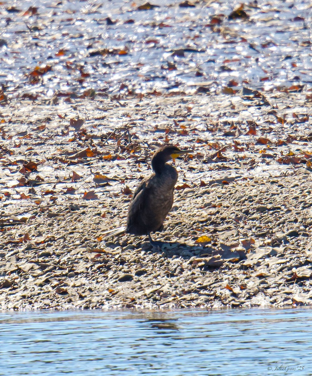 ミミヒメウ - ML644531038