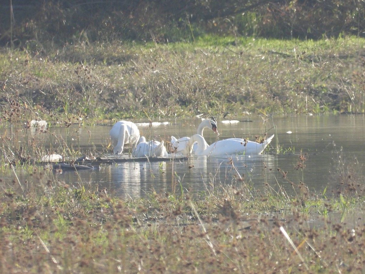 Mute Swan - ML644531039