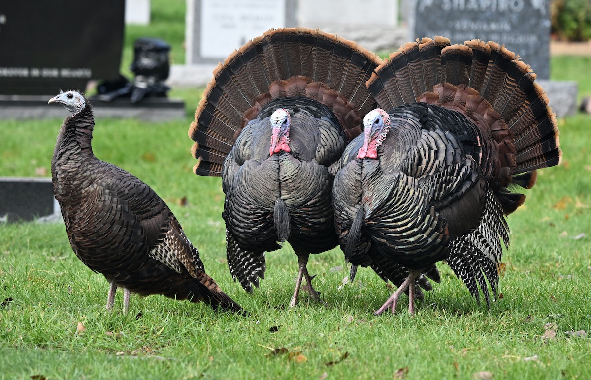 krocan divoký - ML644531046