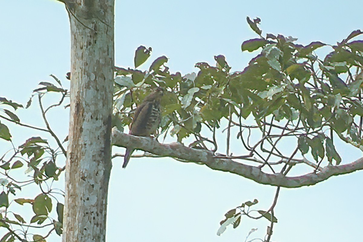 Congo Snake-Eagle - ML644531048