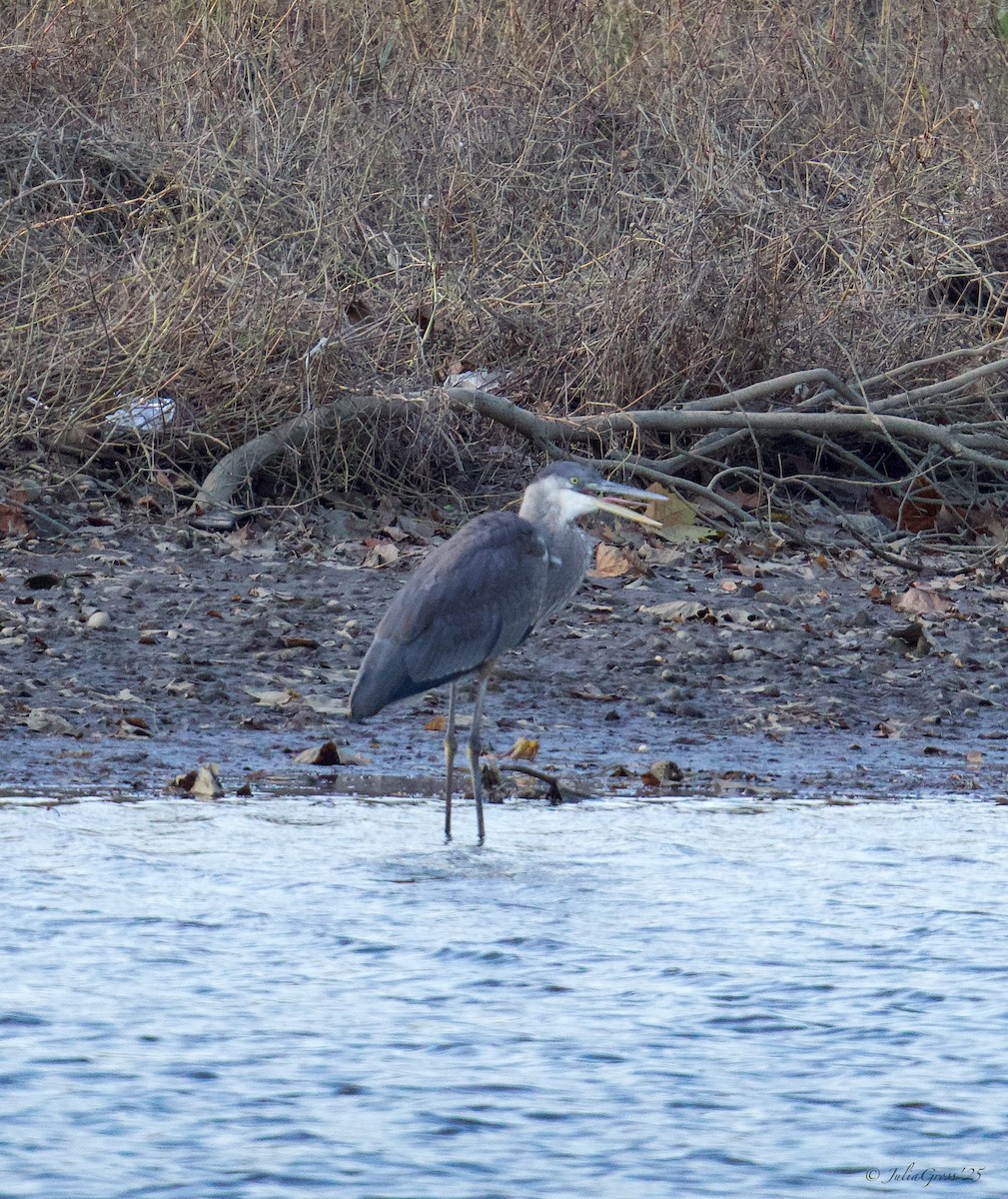 Great Blue Heron - ML644531053