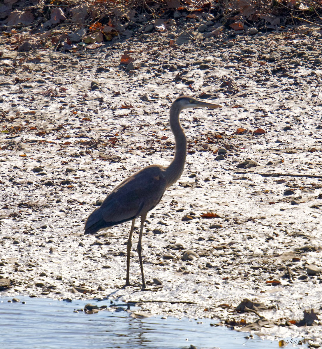 Great Blue Heron - ML644531054