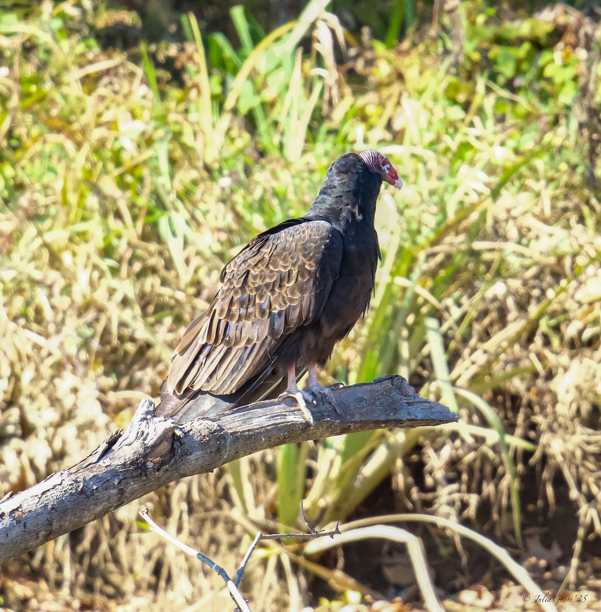 ヒメコンドル - ML644531069