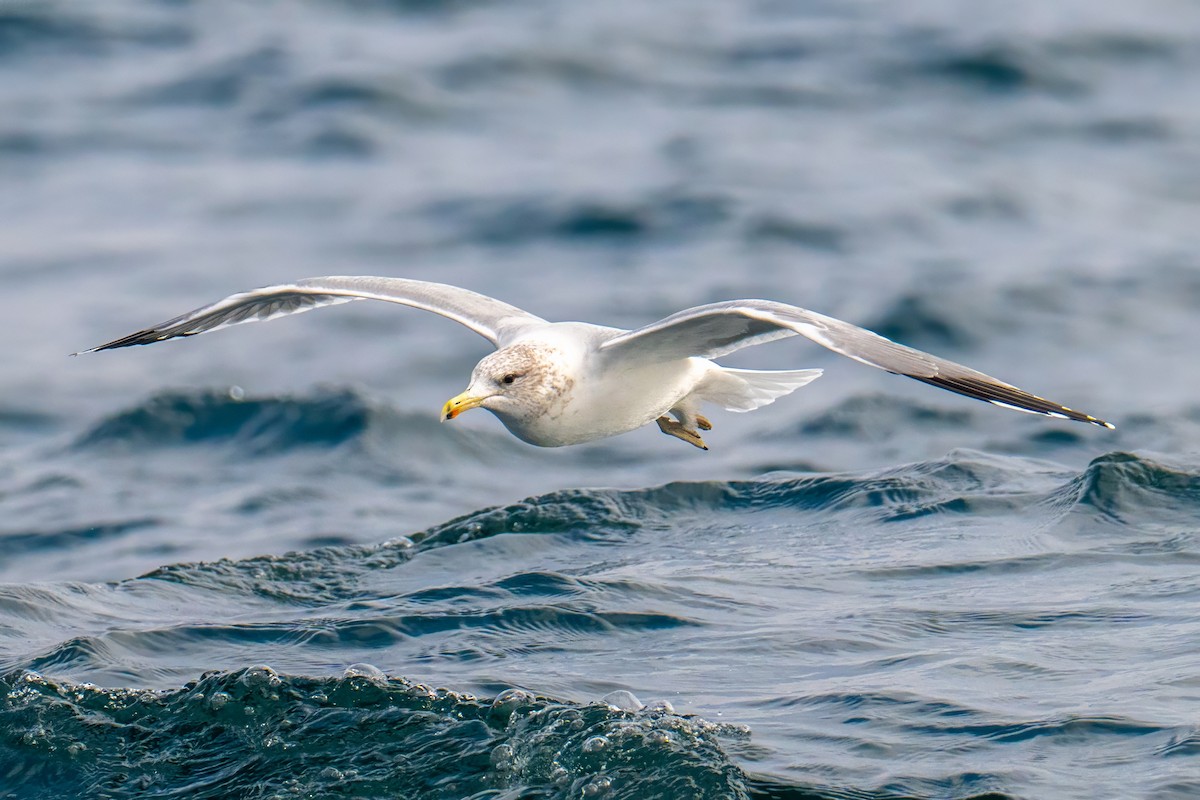 California Gull - ML644531077