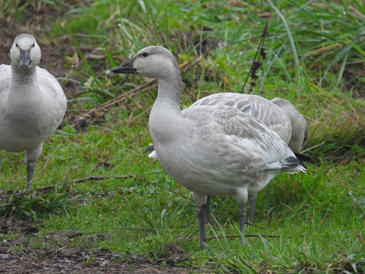 Цасны галуу - ML644531086