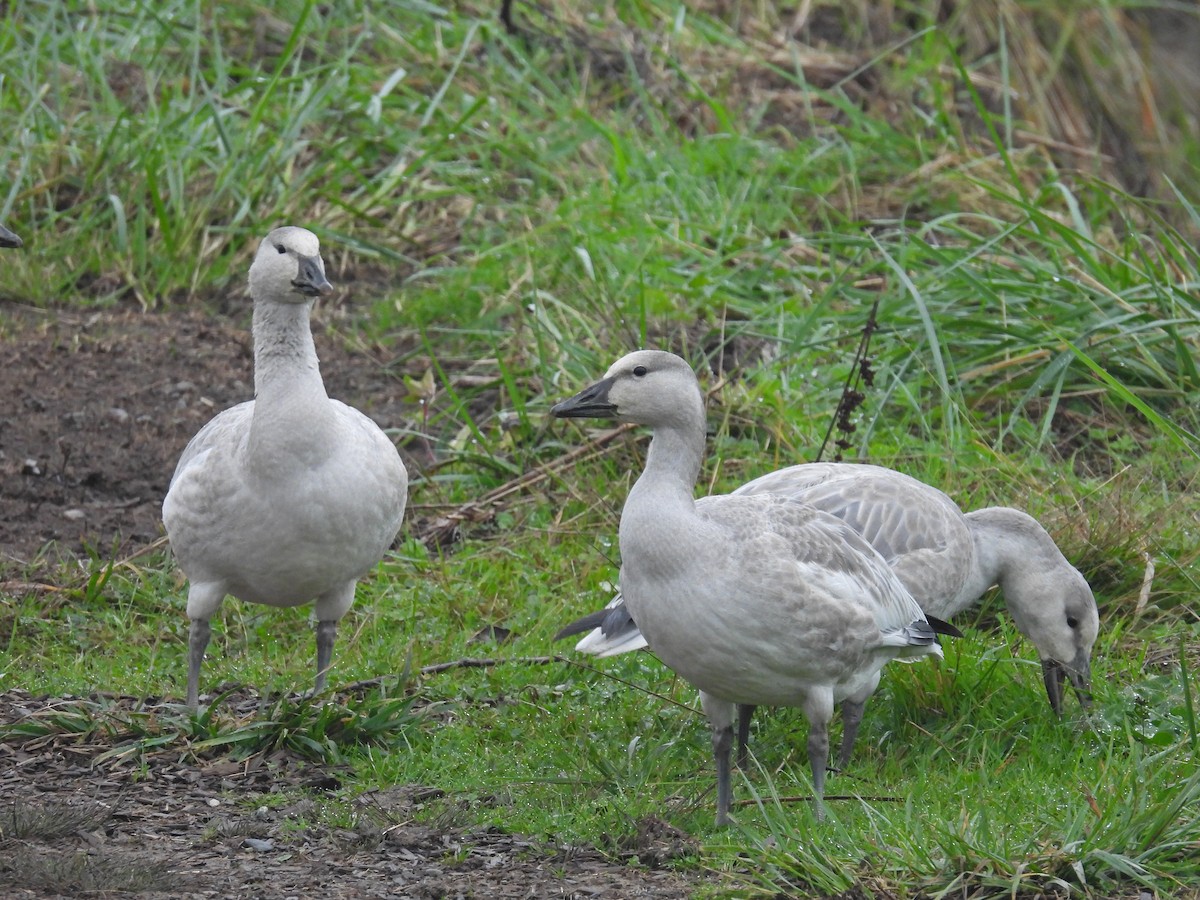 Цасны галуу - ML644531087