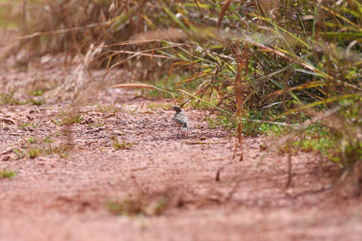 Жайворонок тибетський - ML644531088