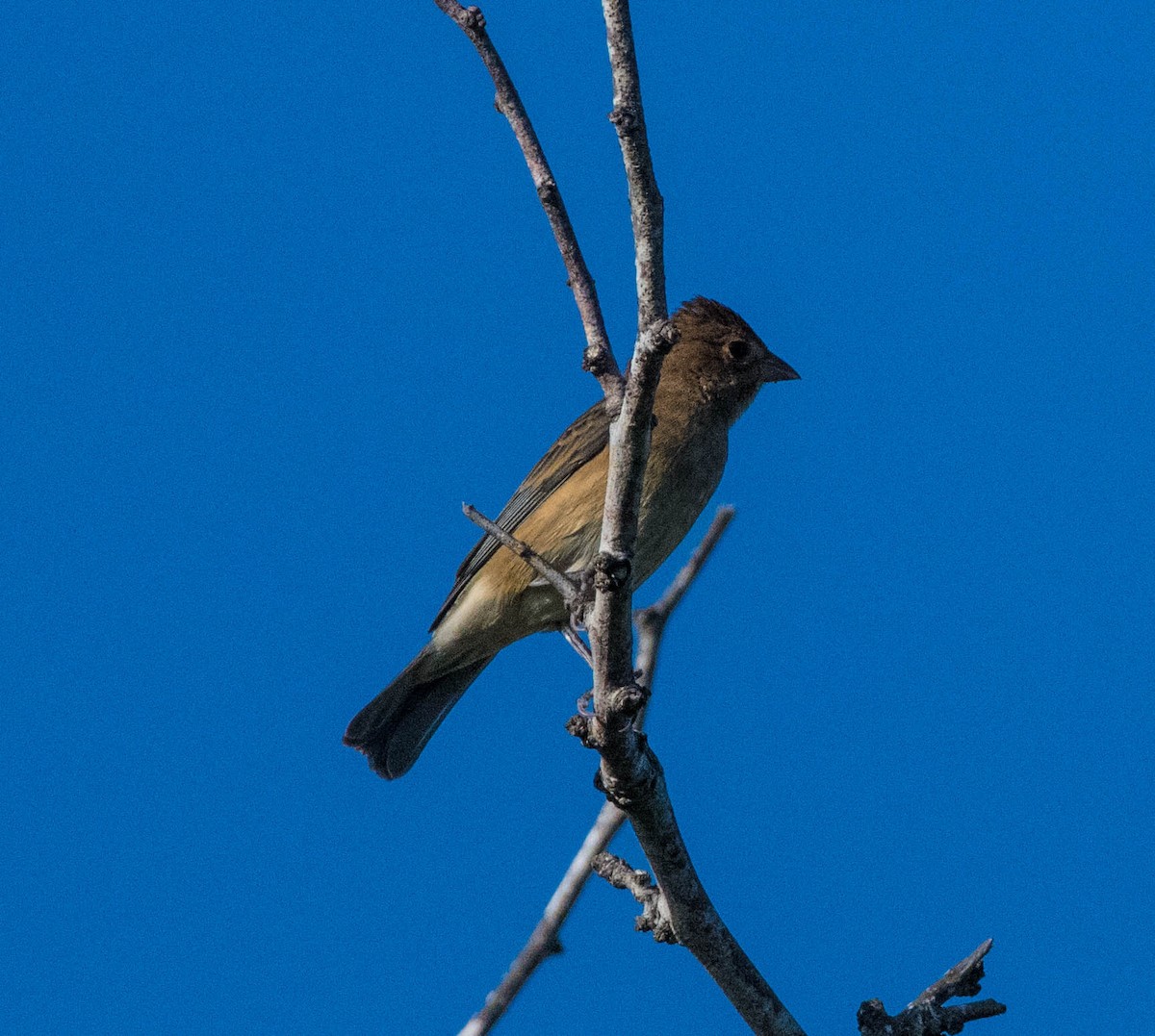 Indigo Bunting - ML644531092