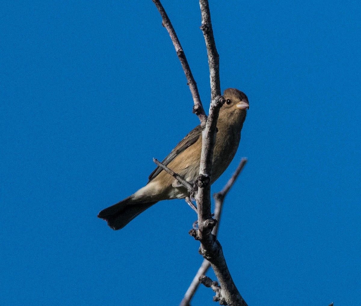 Indigo Bunting - ML644531093