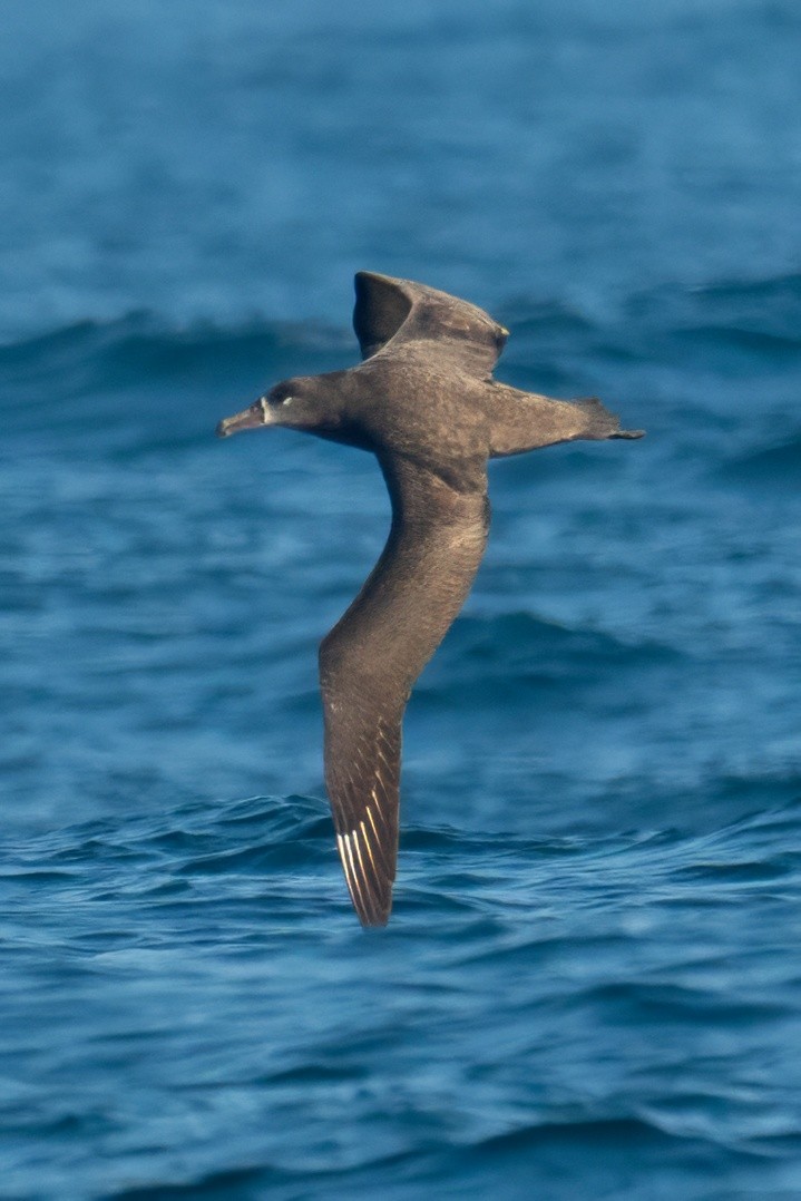 Black-footed Albatross - ML644531094