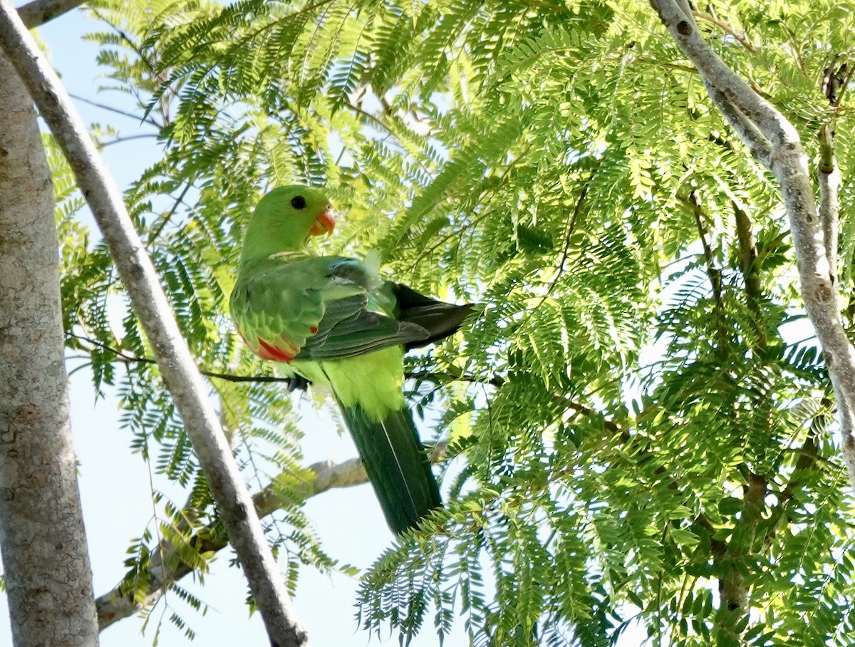 rødvingeparakitt - ML644531095