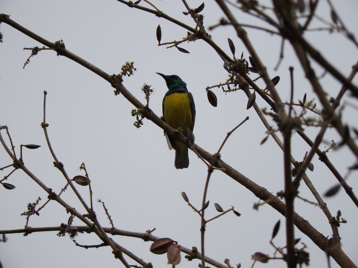 Collared Sunbird - ML644531101