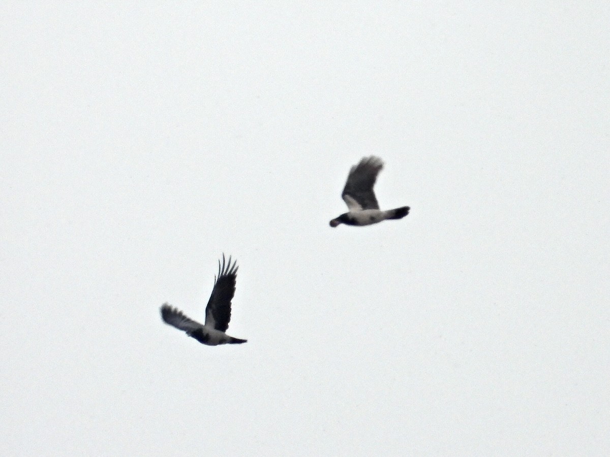 Hooded Crow - ML644531111