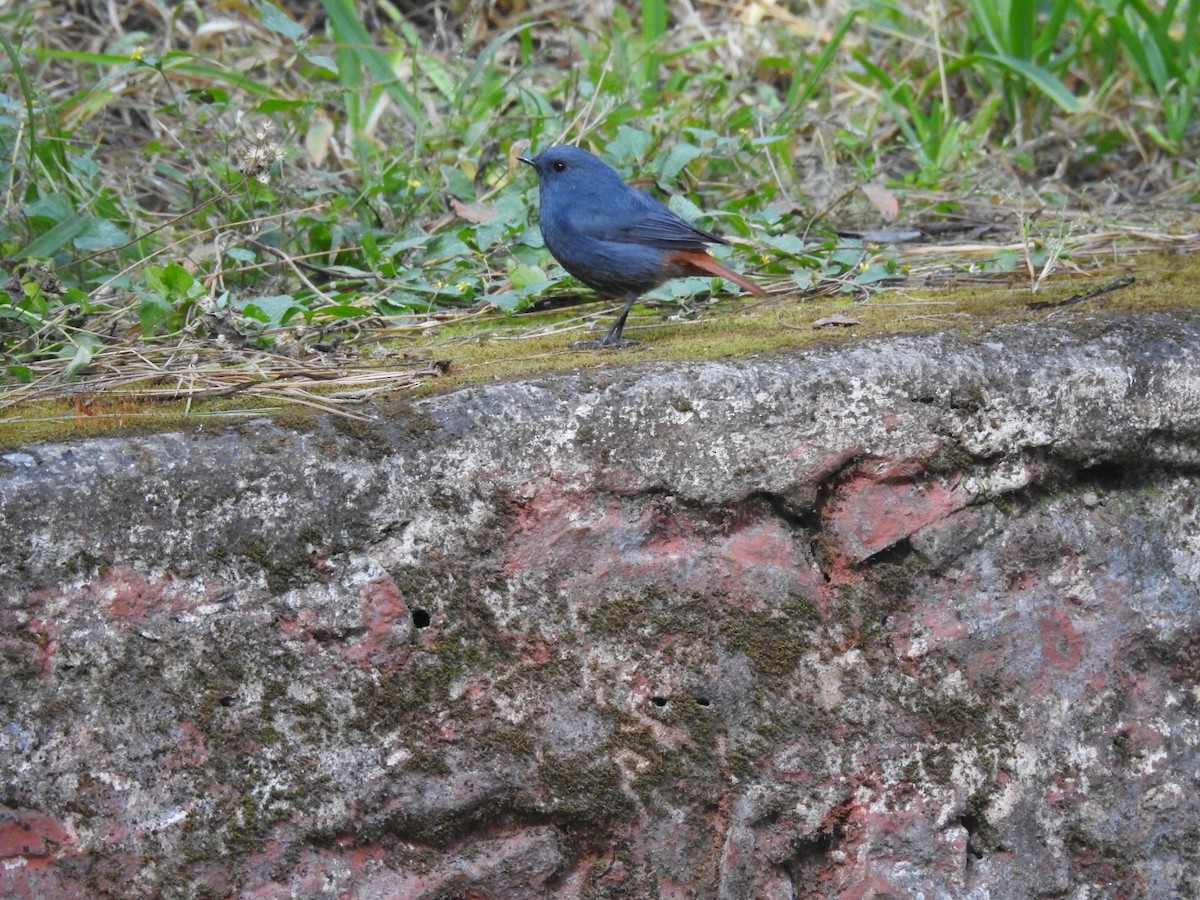 Kurşuni Kızılkuyruk - ML644531112