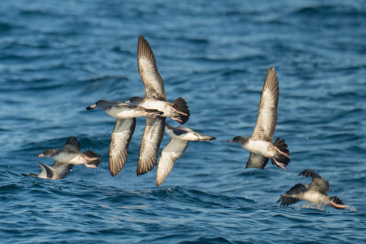 Pink-footed Shearwater - ML644531117