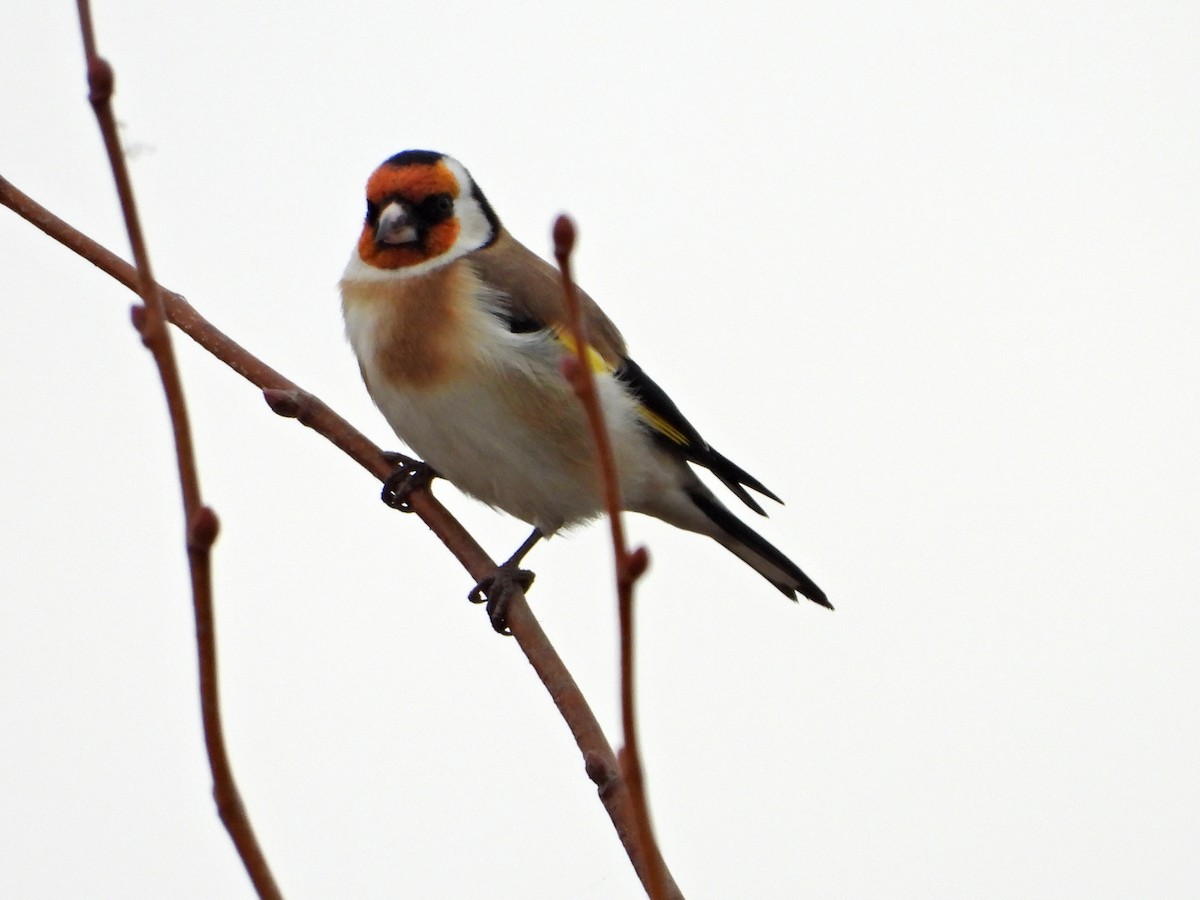 stillits - ML644531118