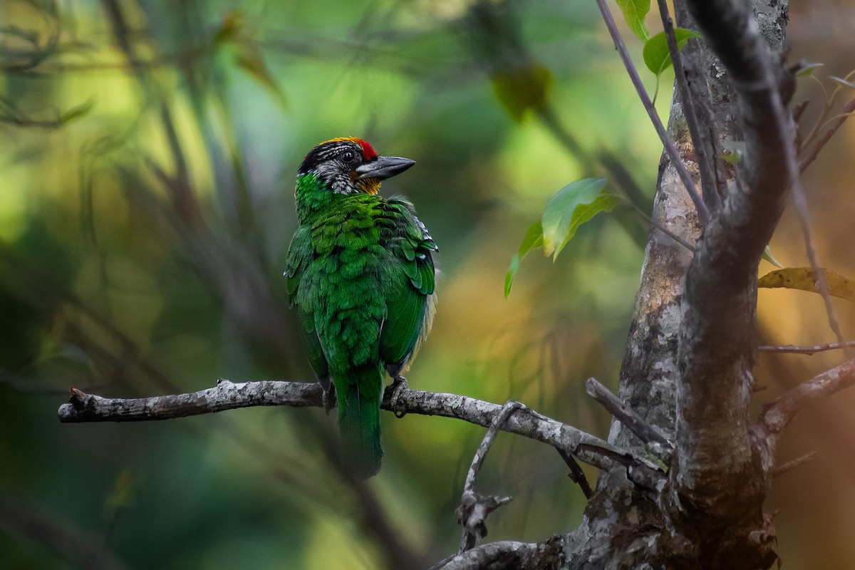 Желтогорлый бородастик - ML644531122