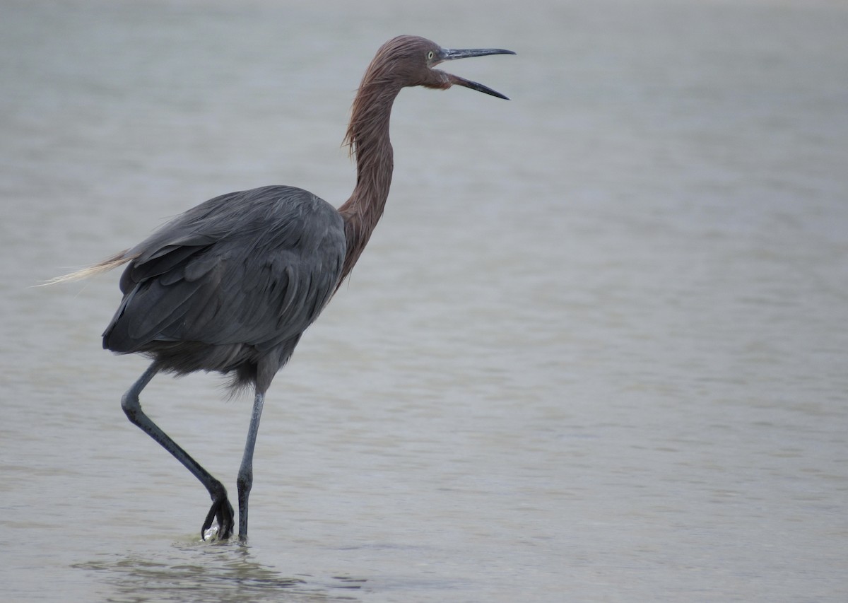 Reddish Egret - ML644531127