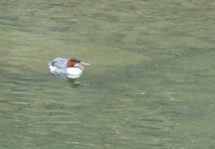 Хумхин бохио - ML644531128