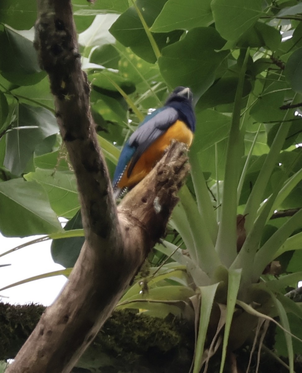 Gartered Violaceous Trogon - ML644531130