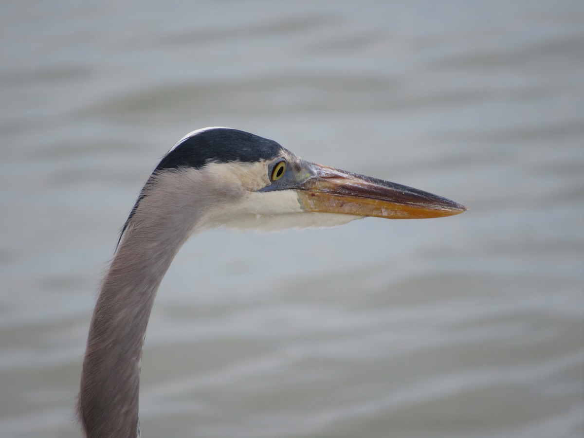 Great Blue Heron - ML644531131