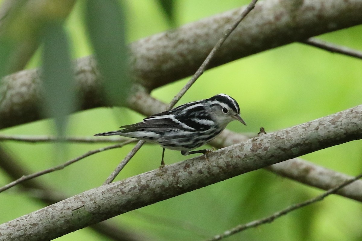 klatreparula - ML644531133