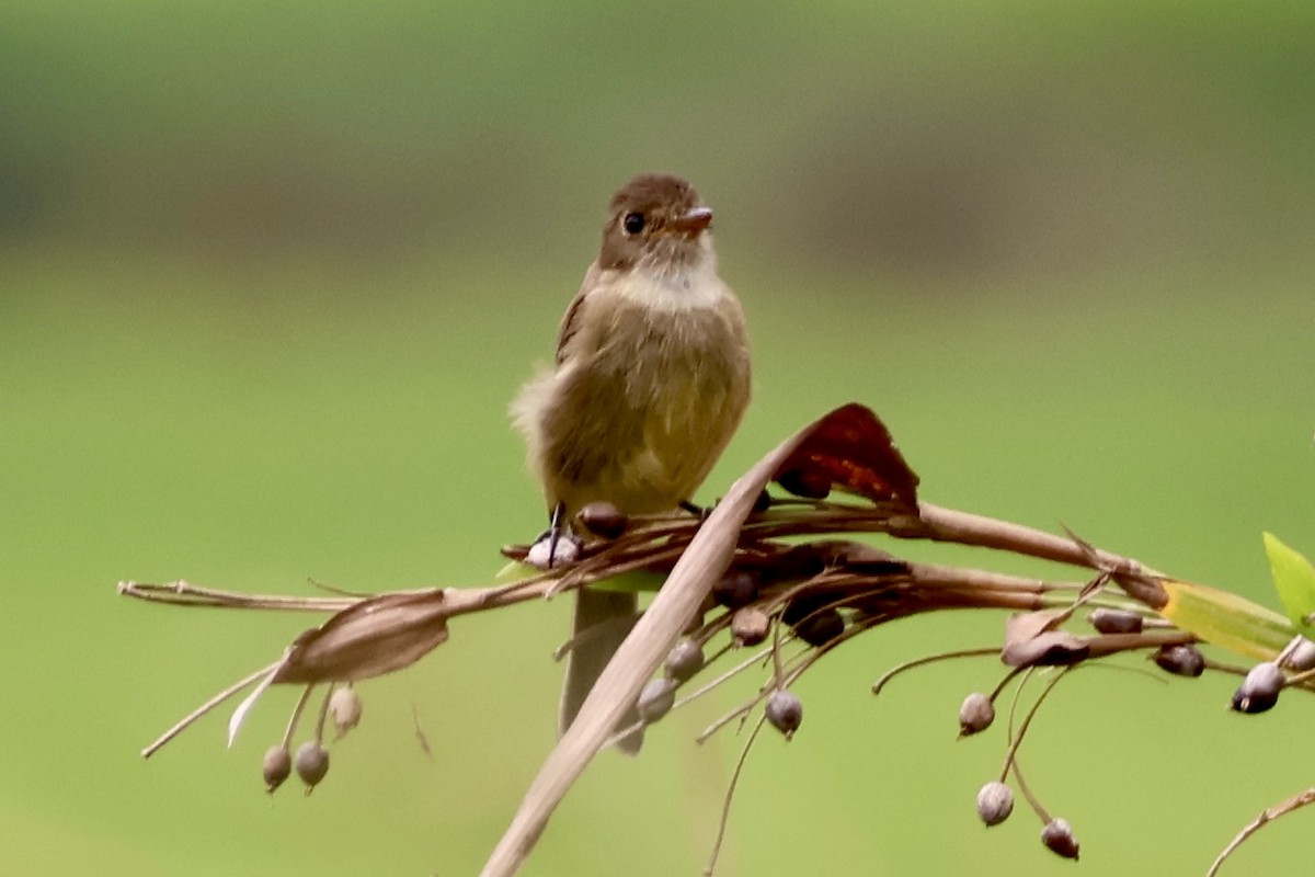 シロノドメジロハエトリ - ML644531134