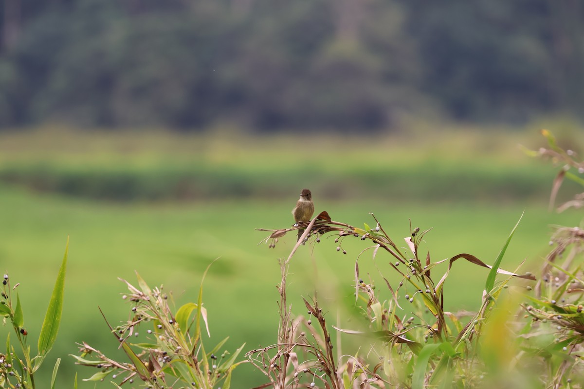 hvitstrupeempid - ML644531141