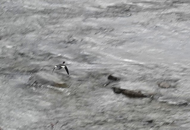 laksand - ML644531143