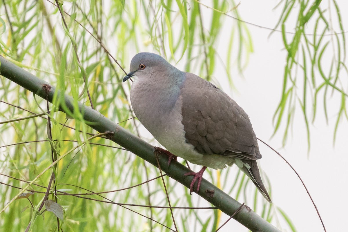 krattdue - ML644531144