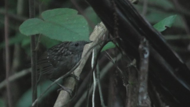 strekstrupemarktimal - ML644531148