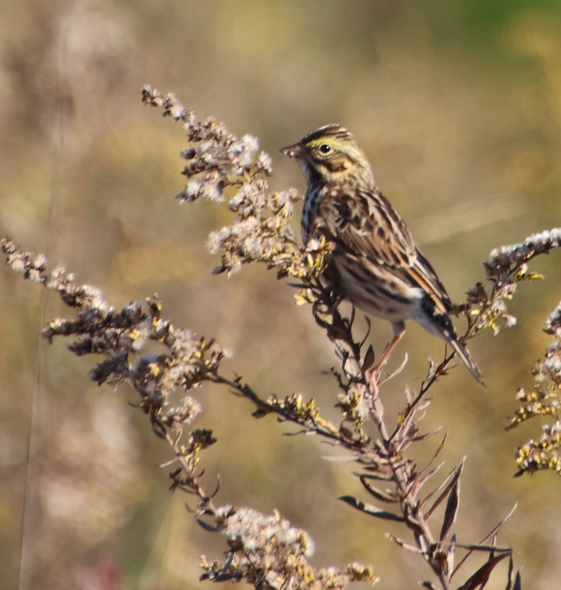 musespurv - ML644531149