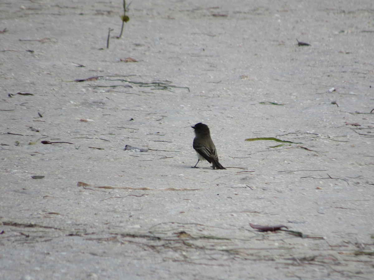 gråfibi - ML644531150