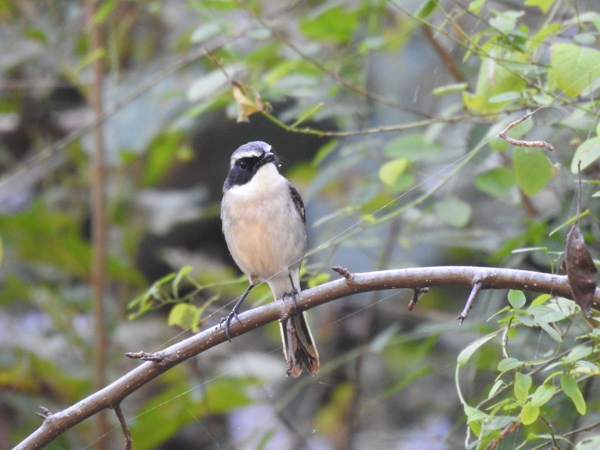 jernskvett - ML644531151